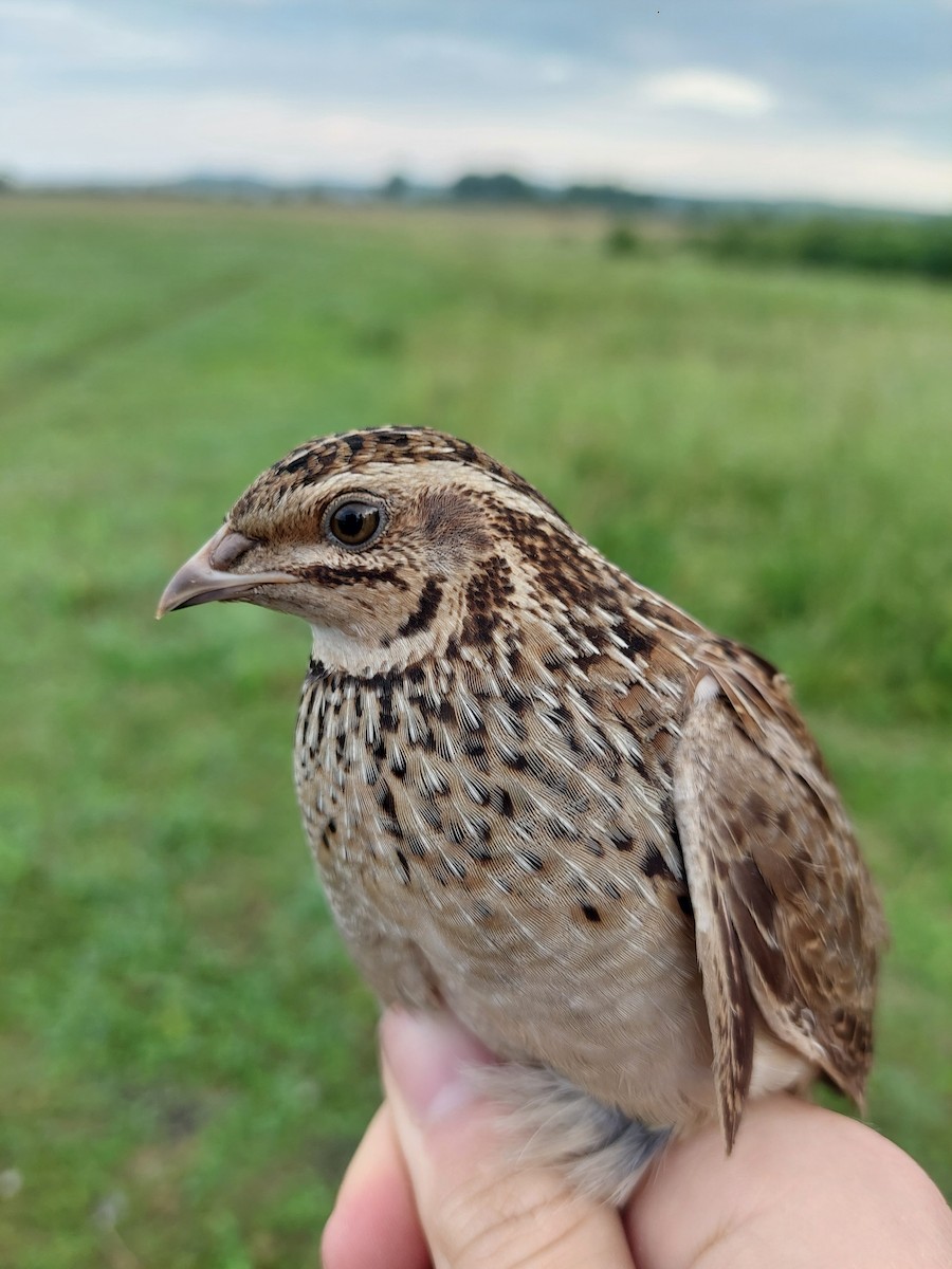 Common Quail - Patrik Spáčil