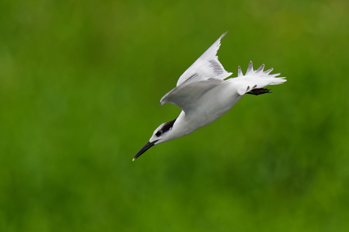 Sandwich Tern - Tranquilo Bay Eco-Adventure