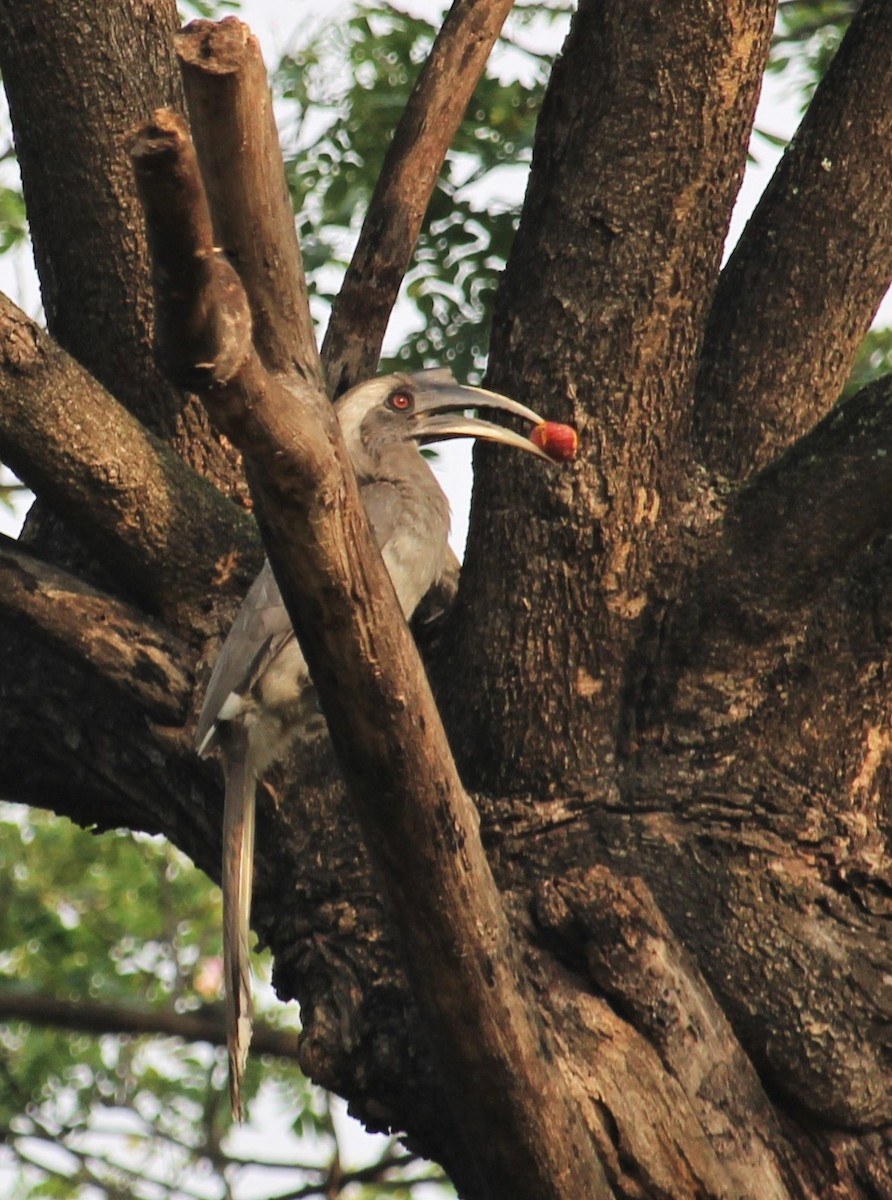 Indian Gray Hornbill - Dr Nandini Patil