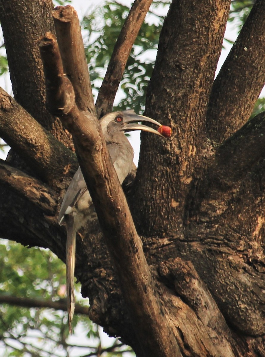 Indian Gray Hornbill - ML619662356