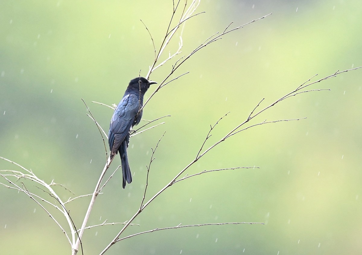 Square-tailed Drongo-Cuckoo - 浙江 重要鸟讯汇整