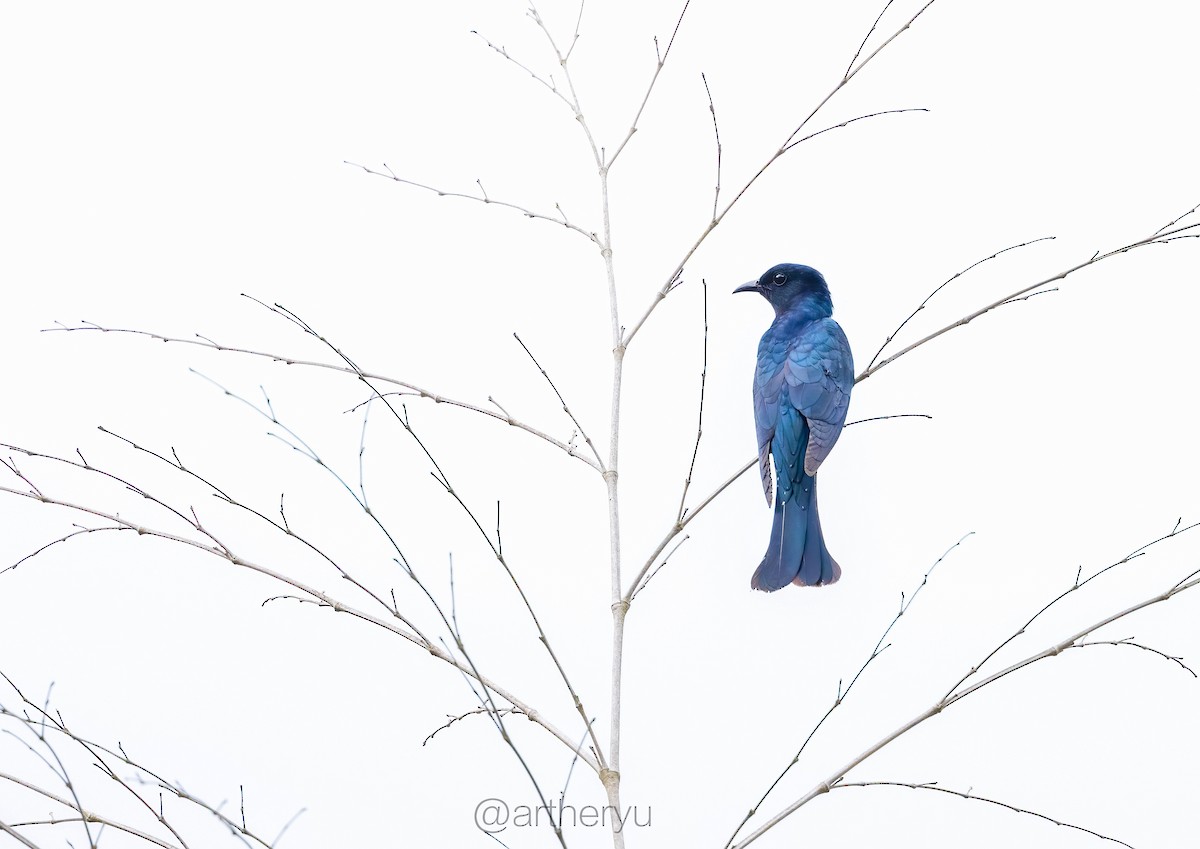 Square-tailed Drongo-Cuckoo - 浙江 重要鸟讯汇整