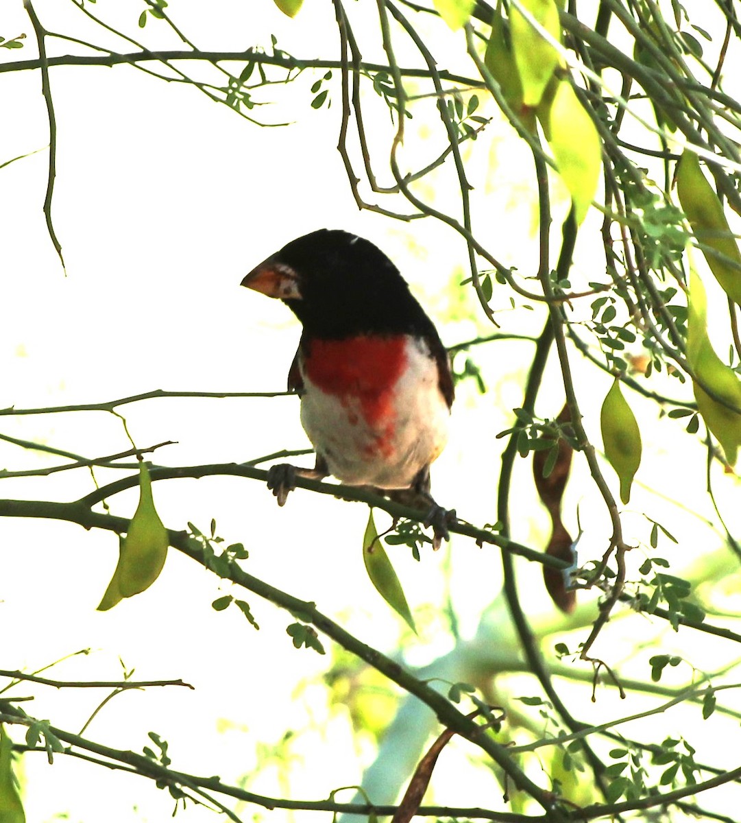 Cardinal à poitrine rose - ML619662359