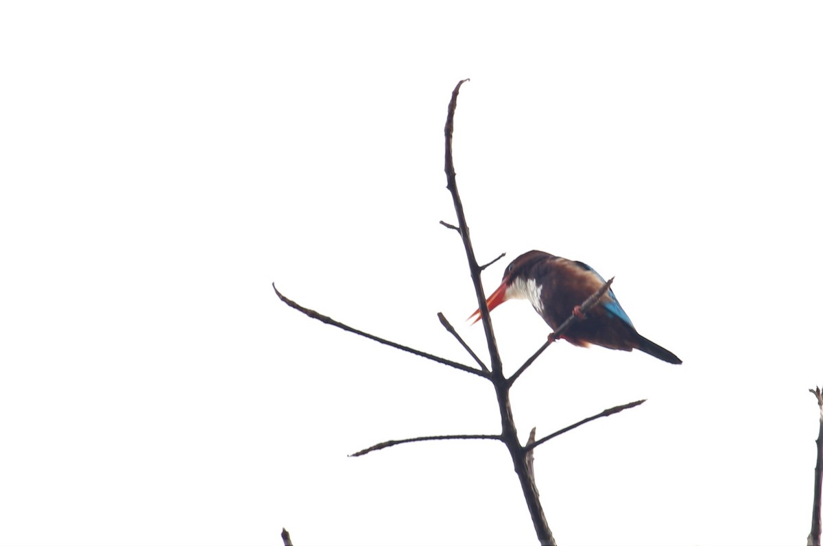 White-throated Kingfisher - ML619662360