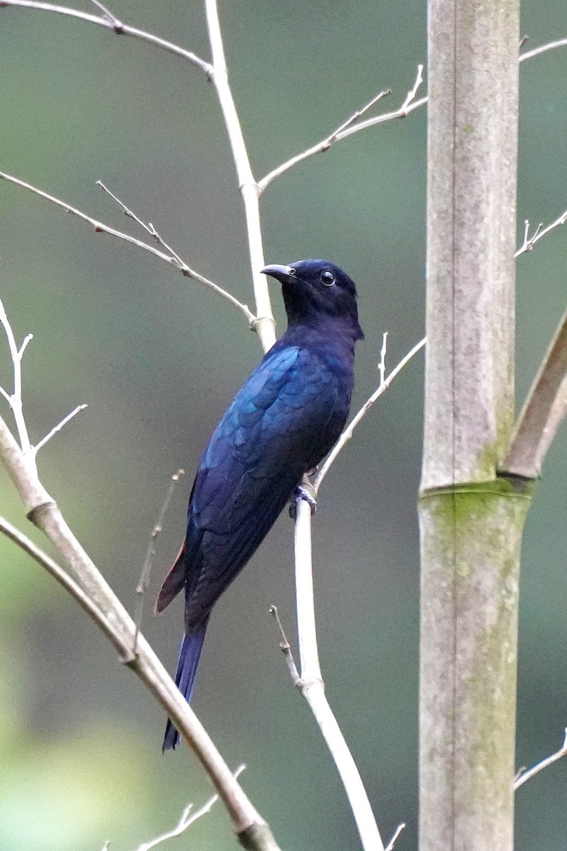 Square-tailed Drongo-Cuckoo - 浙江 重要鸟讯汇整