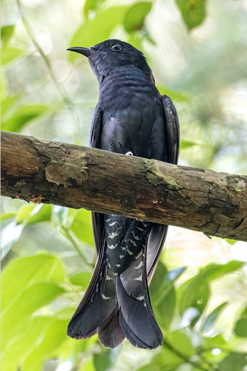 Square-tailed Drongo-Cuckoo - 浙江 重要鸟讯汇整