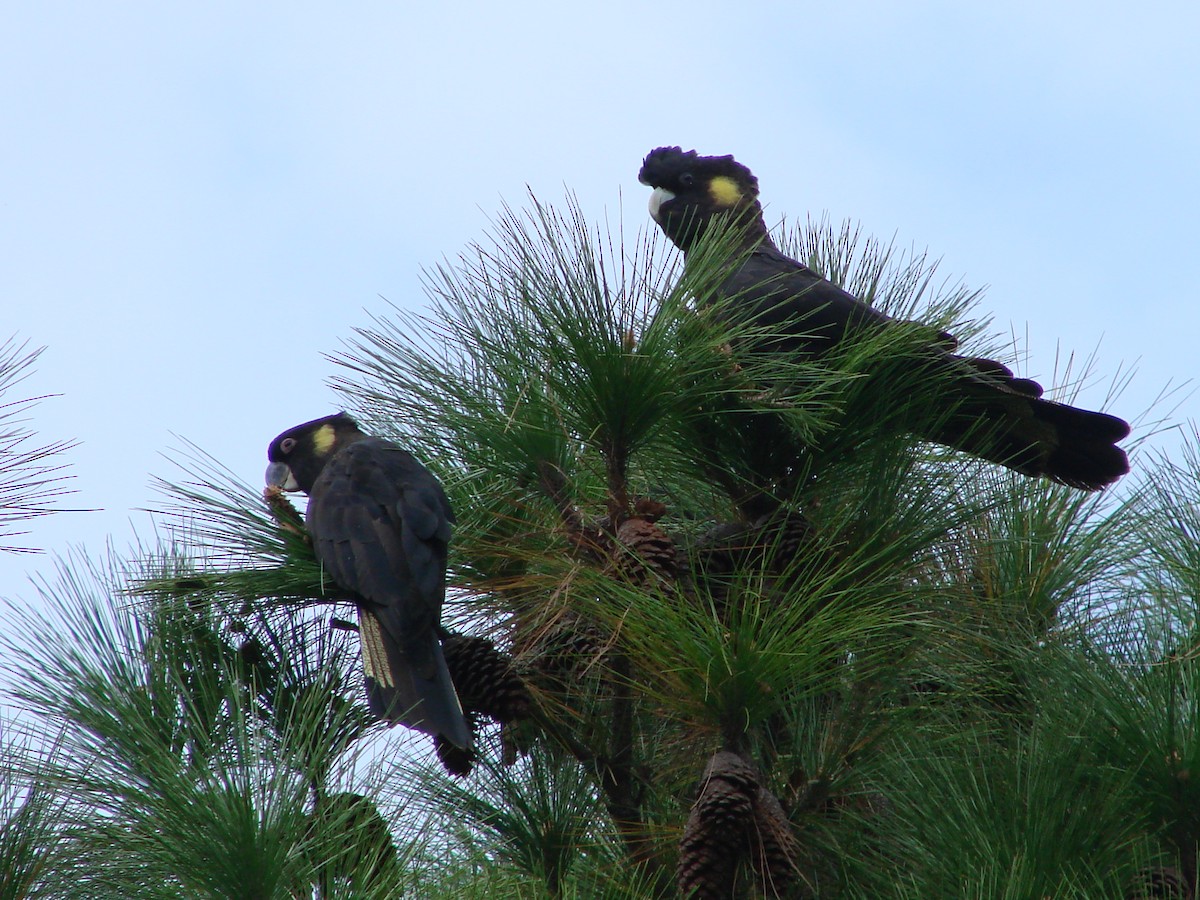 Yellow-tailed Black-Cockatoo - ML619662364