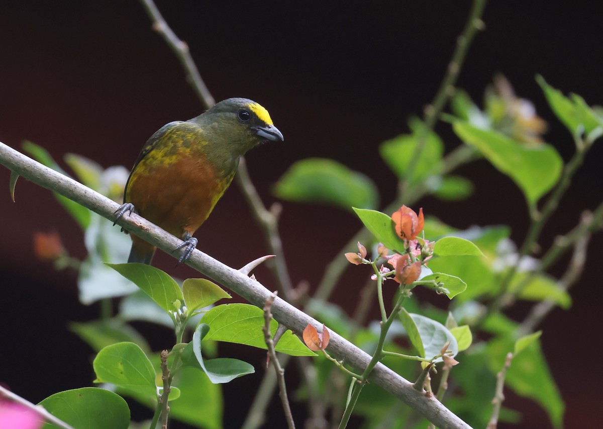 Olive-backed Euphonia - Andy Gee