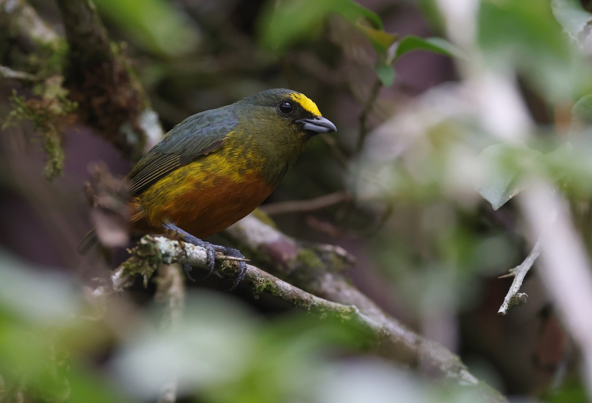 Olive-backed Euphonia - Andy Gee