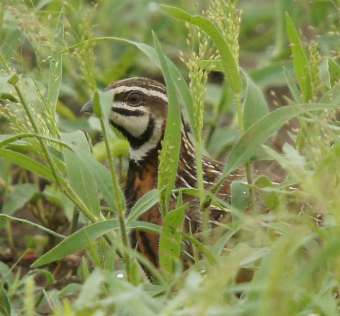 Harlequin Quail - ML619662377