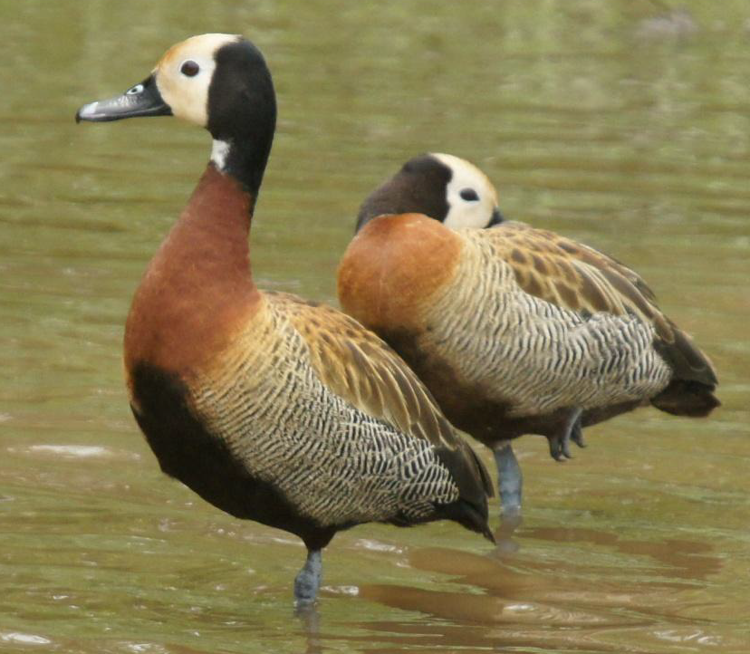 White-faced Whistling-Duck - ML619662378