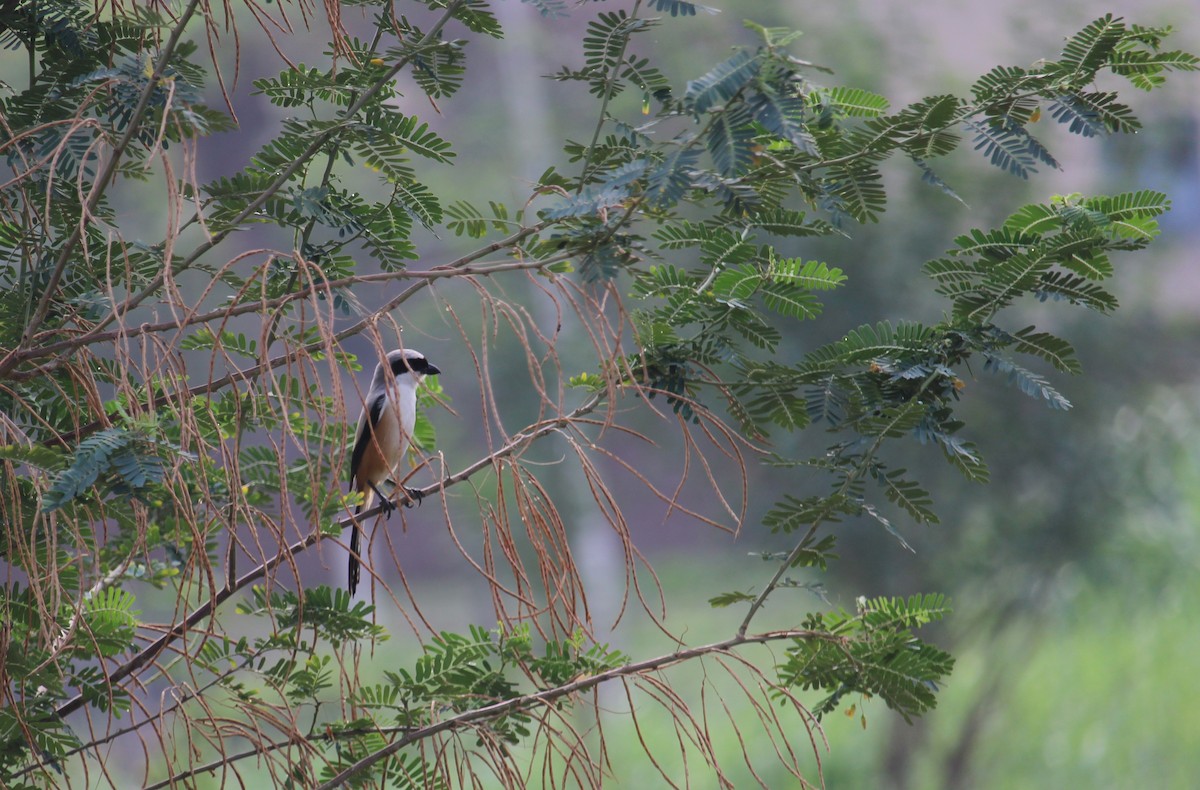 Long-tailed Shrike - Dr Nandini Patil