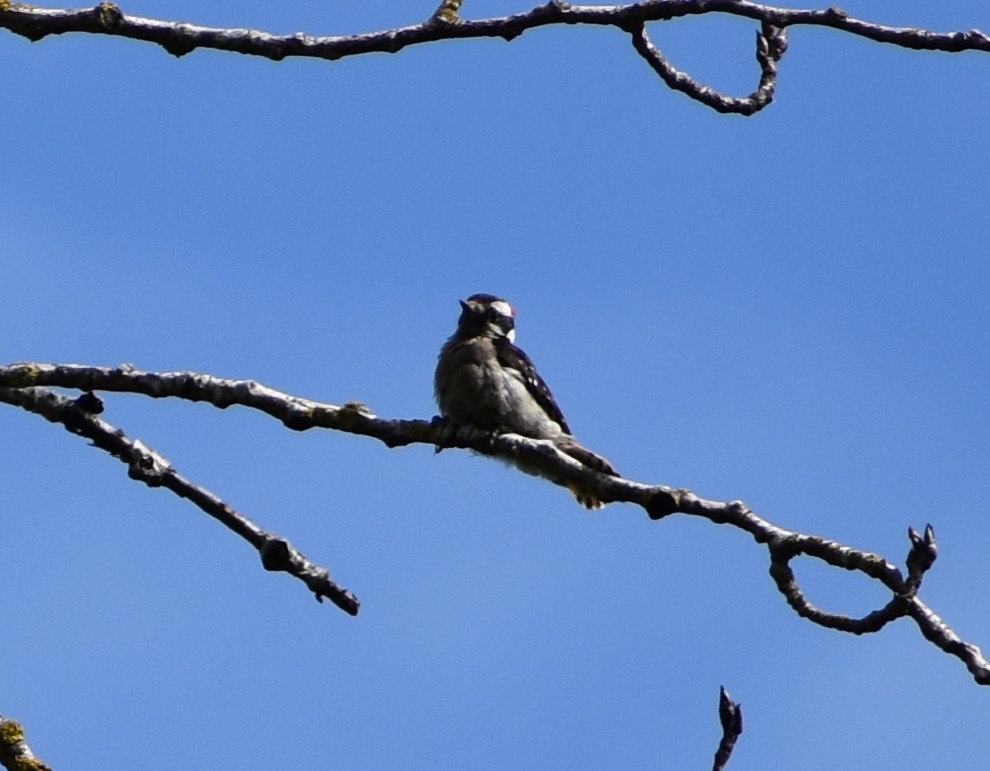 Downy Woodpecker - Tser Supalla