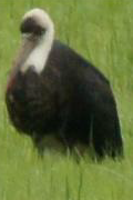 African Woolly-necked Stork - Michael Grunwell
