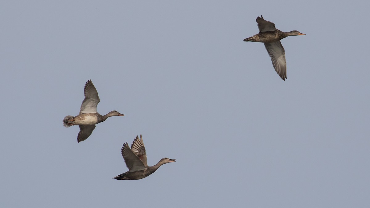 Gadwall - Milan Martic