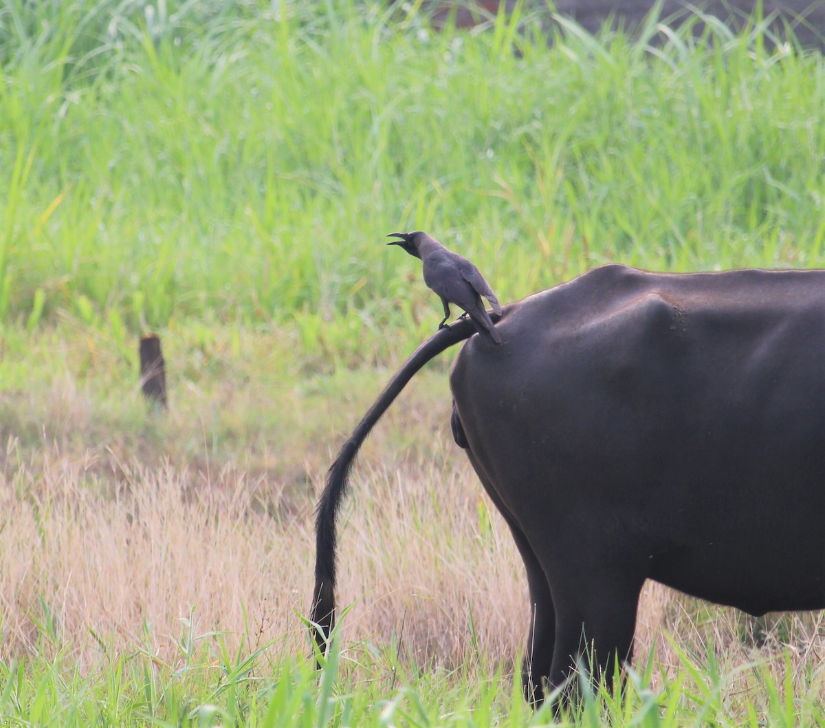 House Crow - Dr Nandini Patil