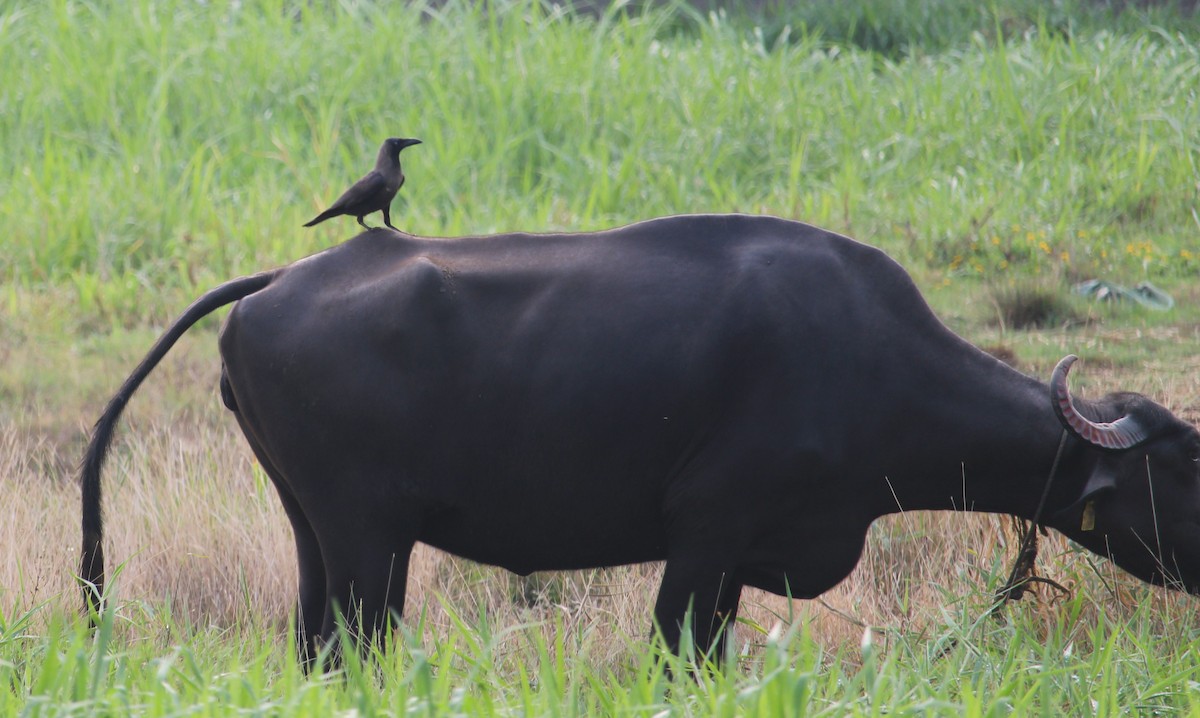 House Crow - Dr Nandini Patil