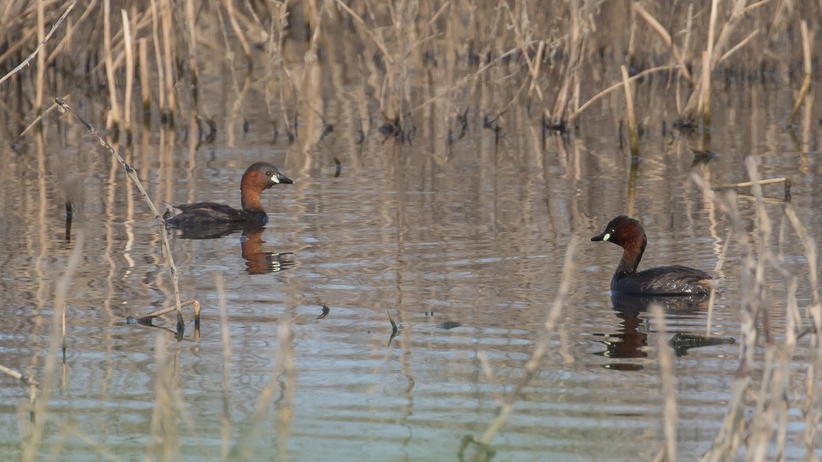 Little Grebe - ML619662389