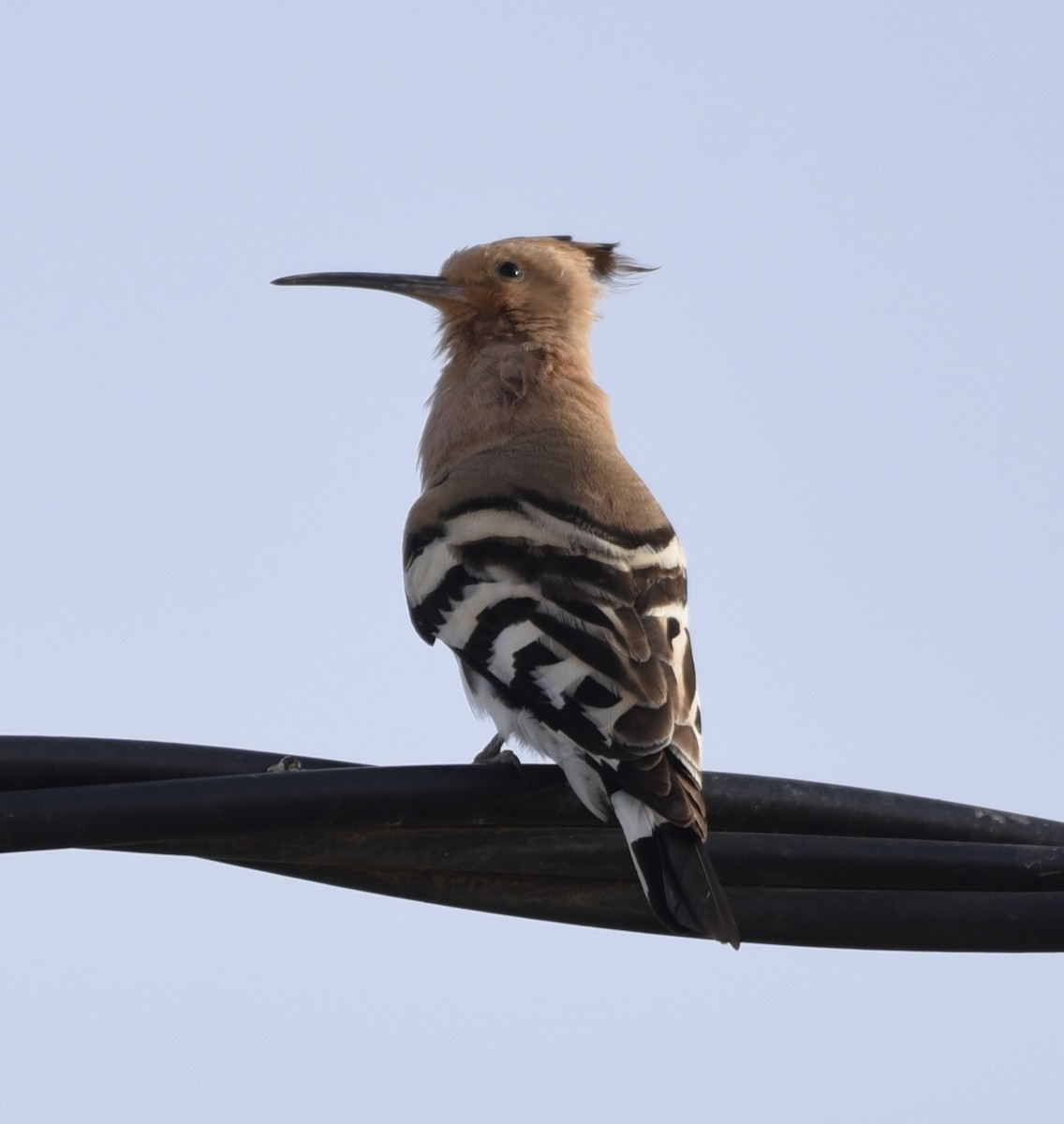 Eurasian Hoopoe - NM Gatward