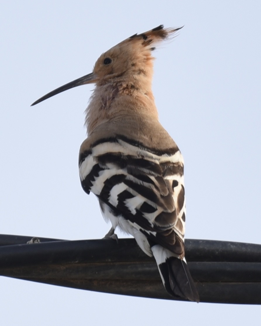 Eurasian Hoopoe - NM Gatward