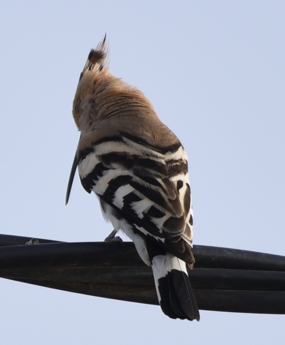 Eurasian Hoopoe - Nicholas Martin