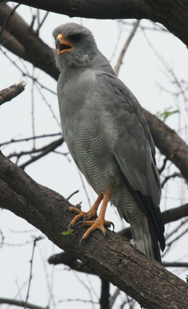 Dark Chanting-Goshawk - ML619662393