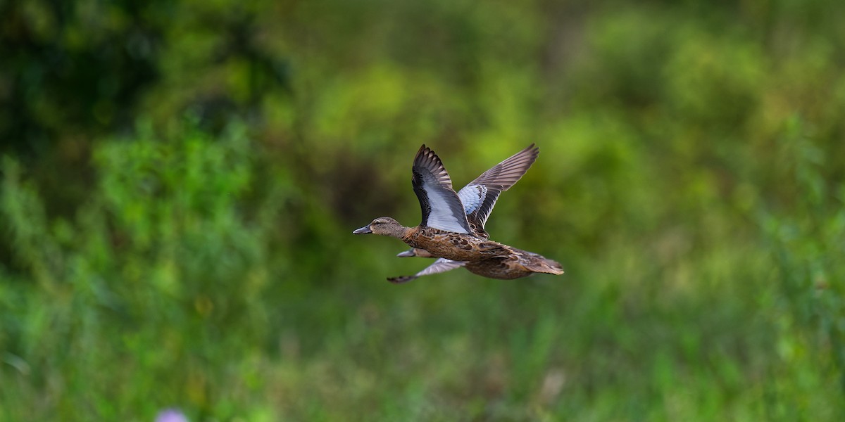 Blue-winged Teal - ML619662395