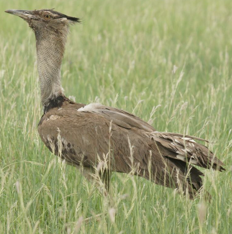 Kori Bustard - ML619662397