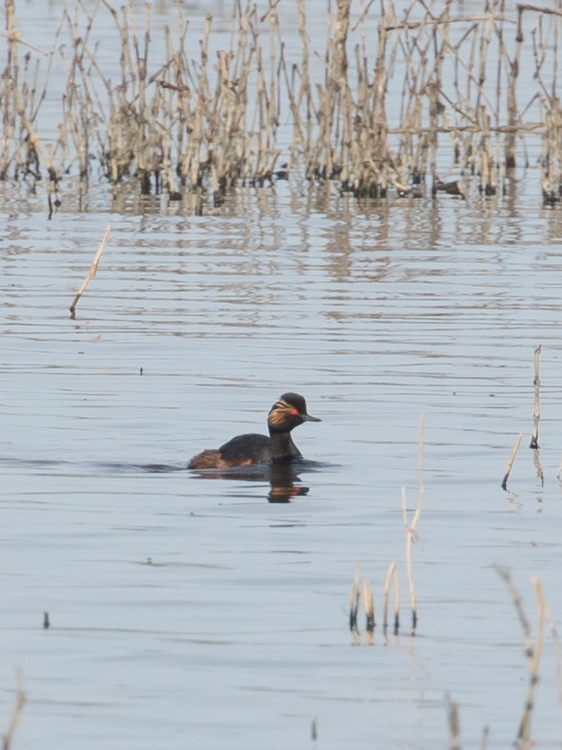 Eared Grebe - Milan Martic