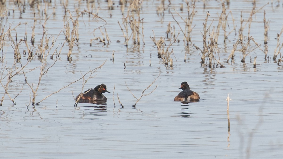 Eared Grebe - Milan Martic