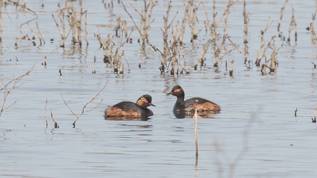 Eared Grebe - Milan Martic