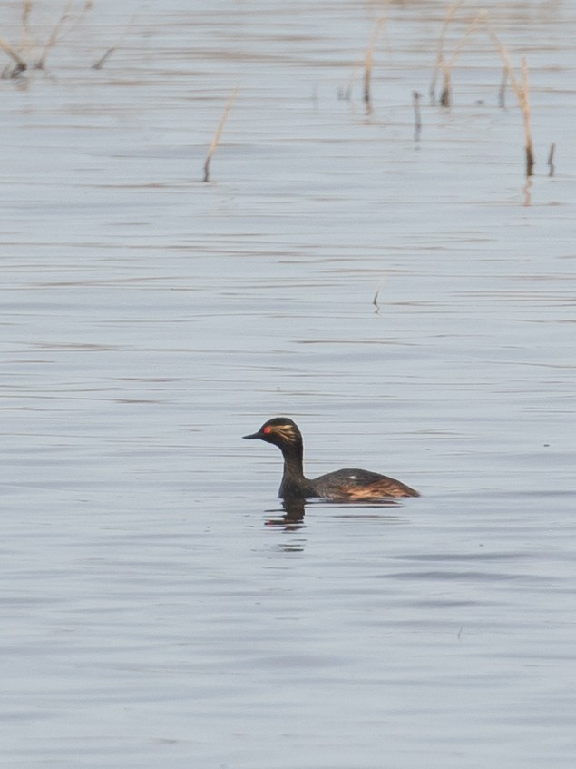 Eared Grebe - ML619662404