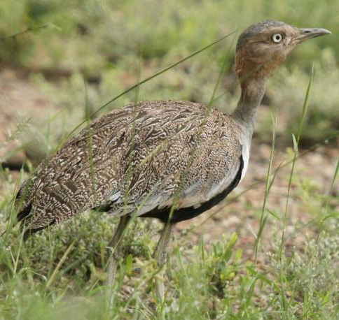 Buff-crested Bustard - ML619662405