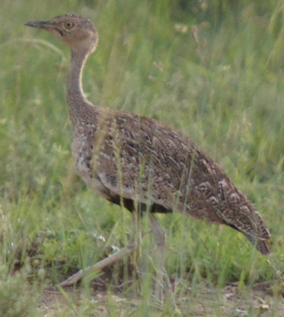 Buff-crested Bustard - ML619662406