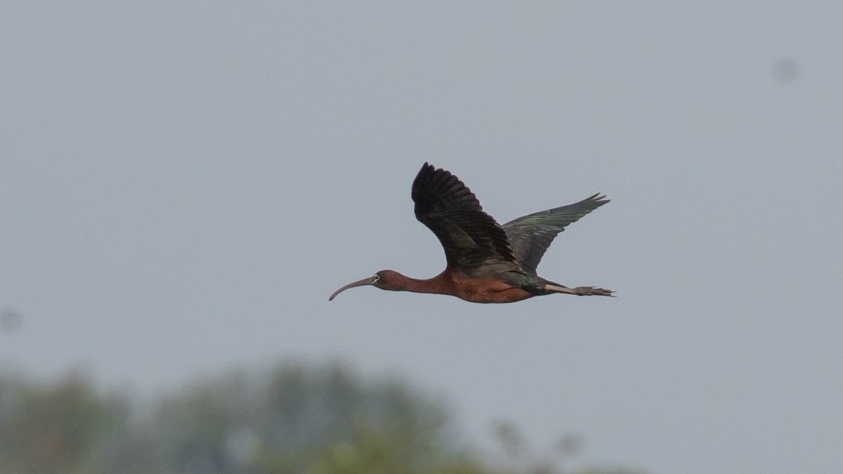 ibis hnědý - ML619662411