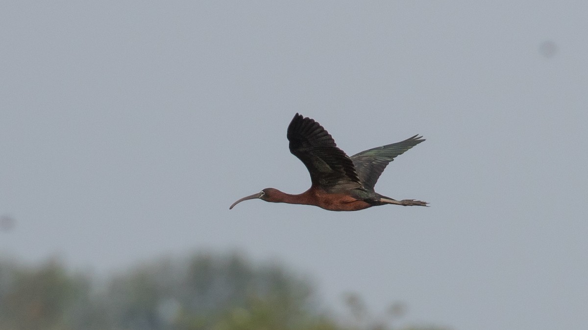 Glossy Ibis - ML619662411