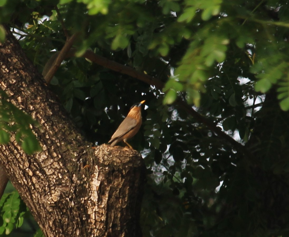 Brahminy Starling - Dr Nandini Patil