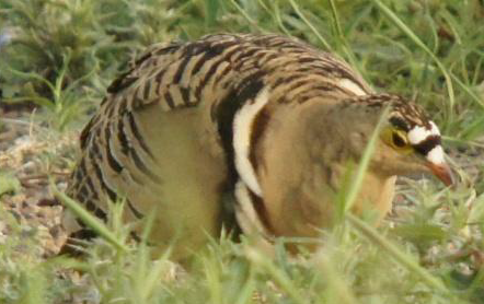 Four-banded Sandgrouse - ML619662421