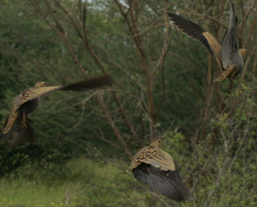 Four-banded Sandgrouse - ML619662422