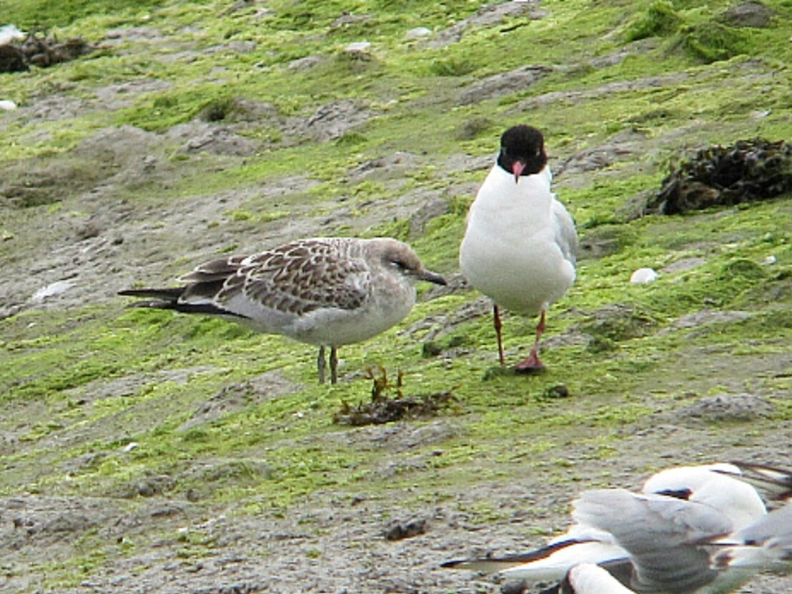 Mediterranean Gull - Peter Milinets-Raby