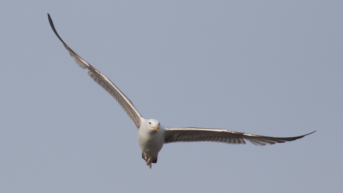 Caspian Gull - Milan Martic