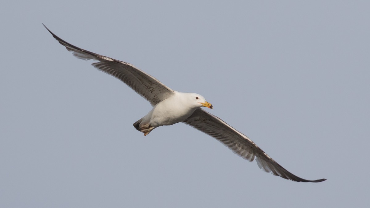 Caspian Gull - Milan Martic