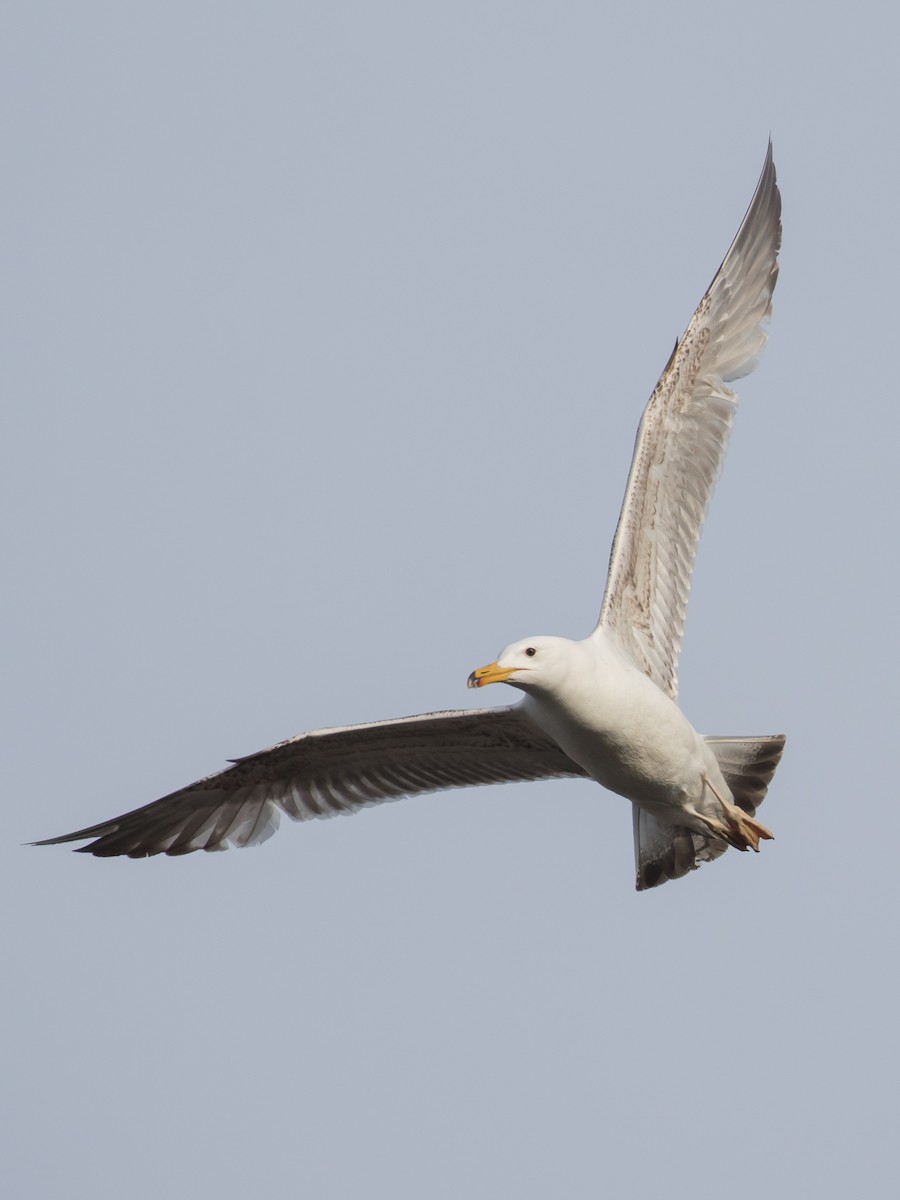 Caspian Gull - Milan Martic