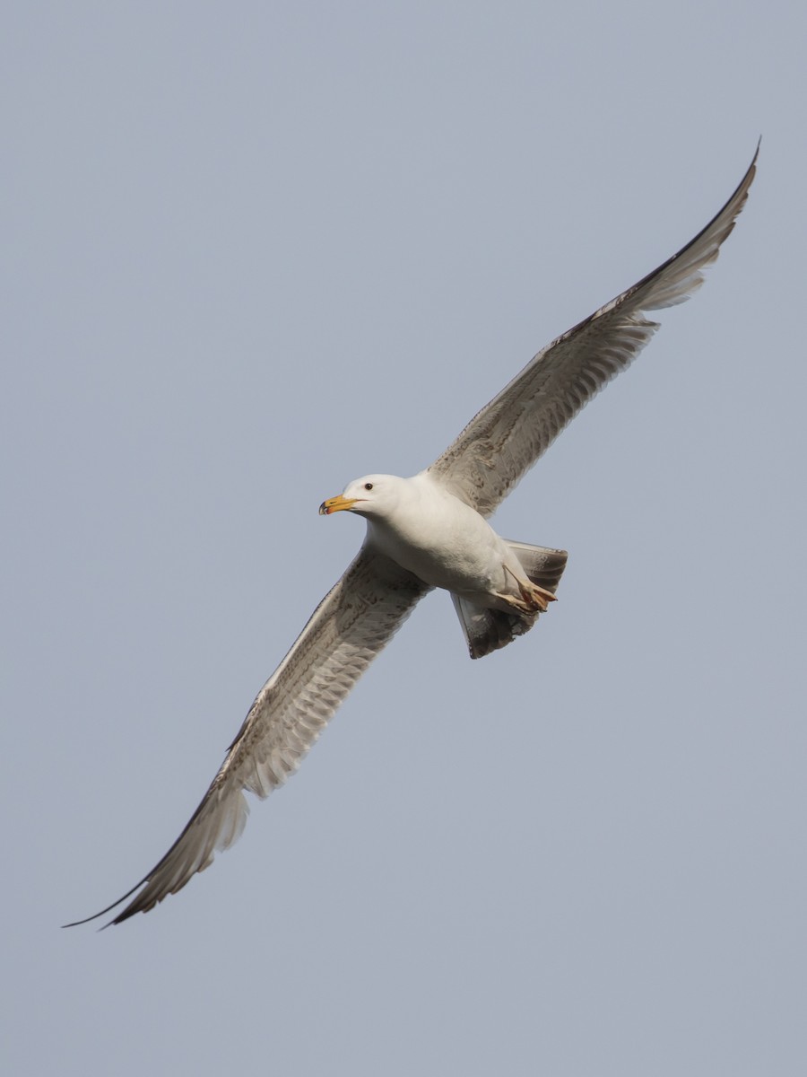 Caspian Gull - Milan Martic