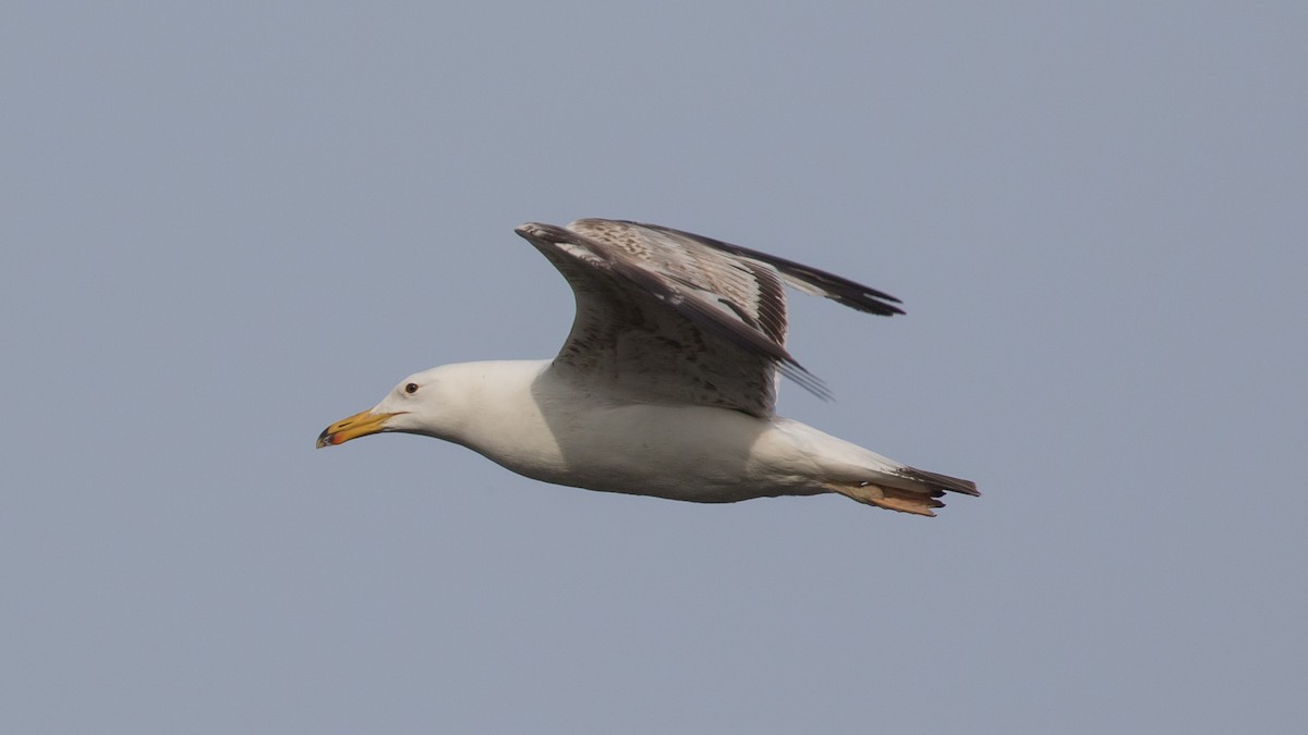 Caspian Gull - ML619662436