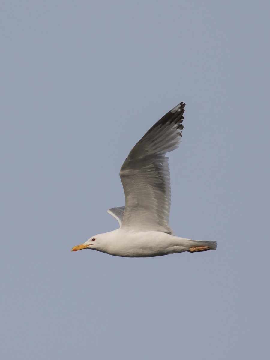 Caspian Gull - ML619662438