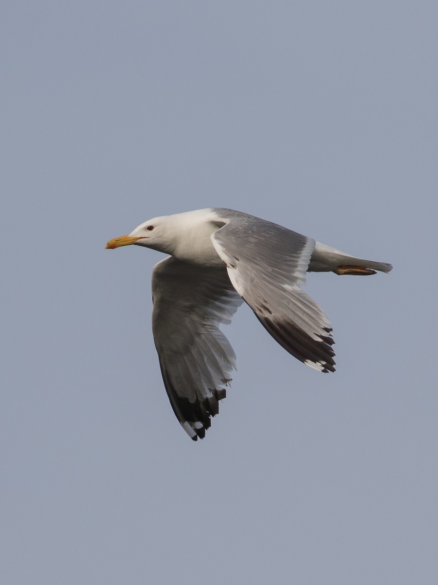 Caspian Gull - Milan Martic