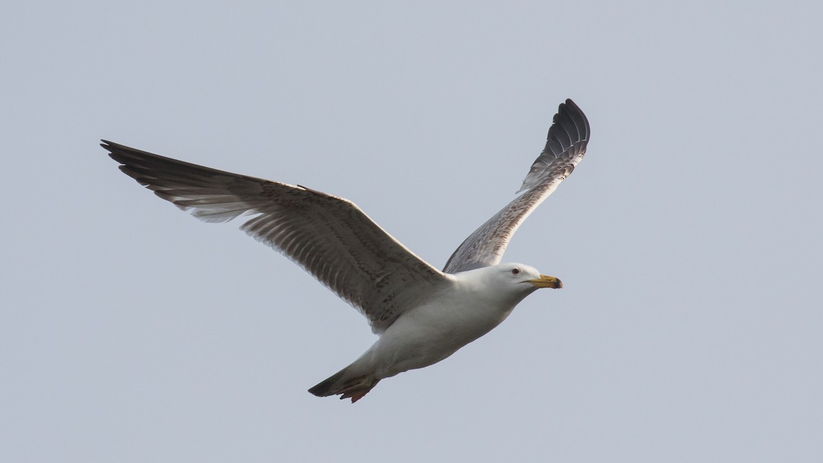 Caspian Gull - ML619662440