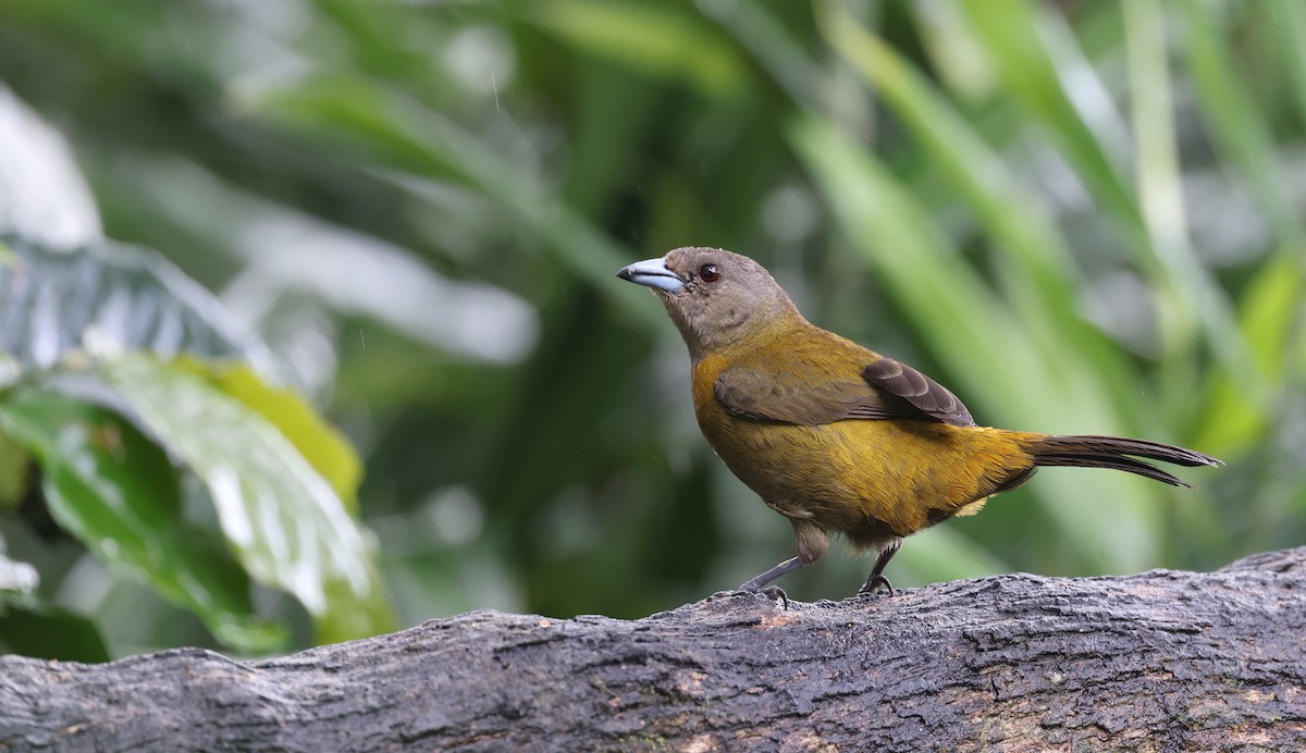 Scarlet-rumped Tanager - Andy Gee