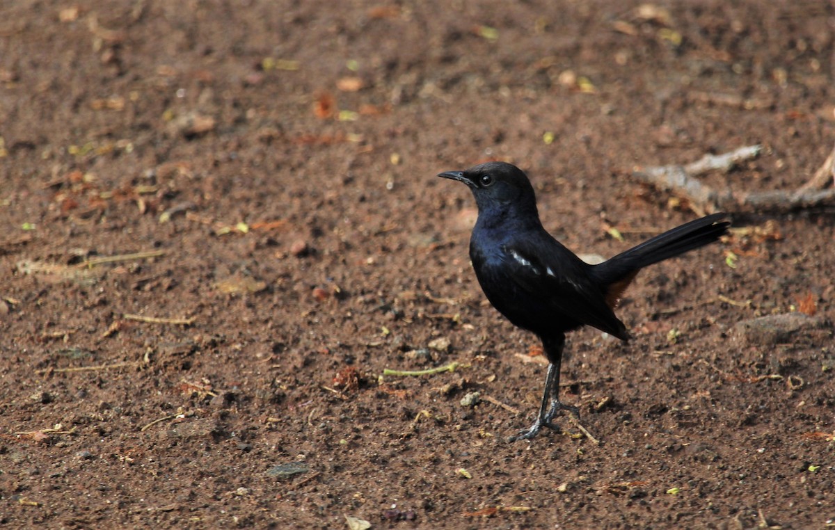 Indian Robin - Dr Nandini Patil